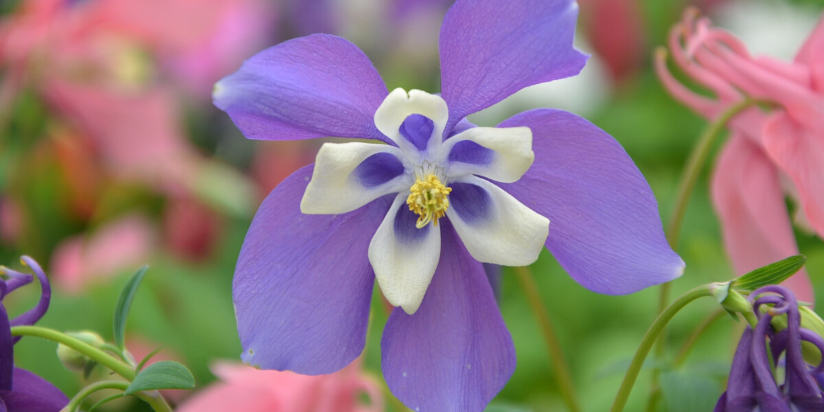 You are currently viewing Fulfilled: Living the life you were meant to live