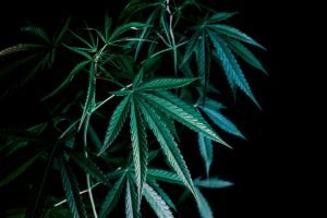 Read more about the article Outlawing Opioids. What are some strategies to end the opioid epidemic once and for all?