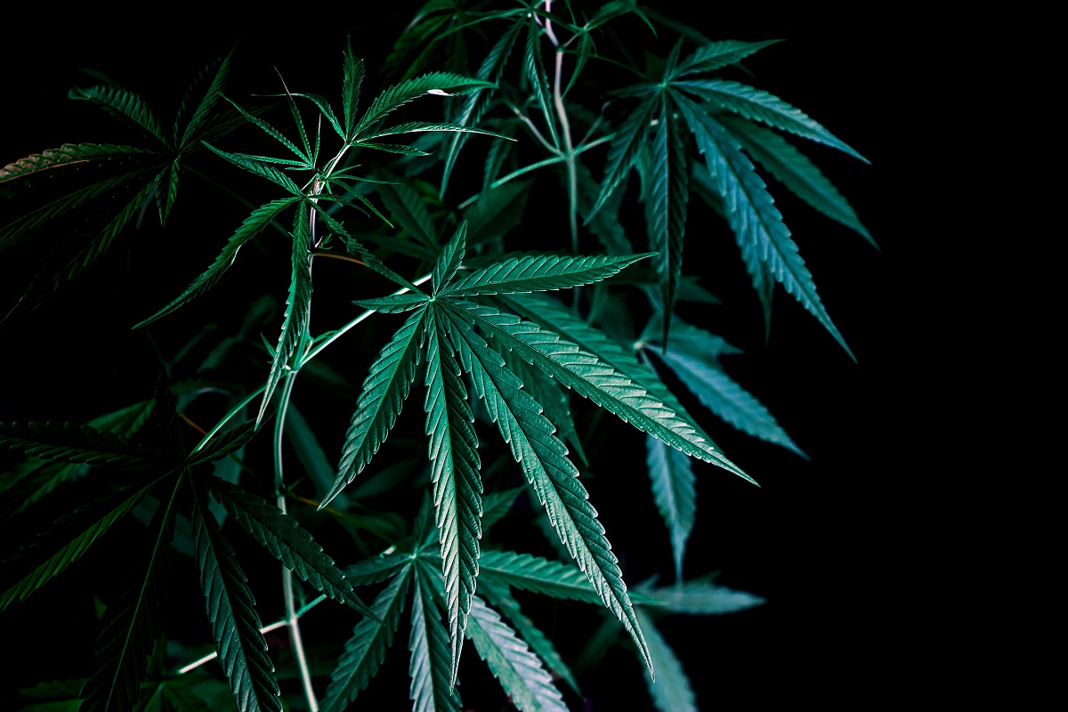 Read more about the article Outlawing Opioids. What are some strategies to end the opioid epidemic once and for all?