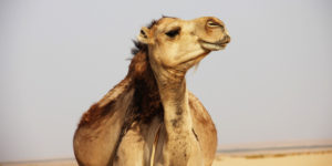 Read more about the article The Suboxone Spit Trick: Should I Spit Out Suboxone Saliva or Swallow It?