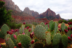 Read more about the article Ibogaine Vs Suboxone: Are Entheogenic Plants Effective For Opioid Addiction?