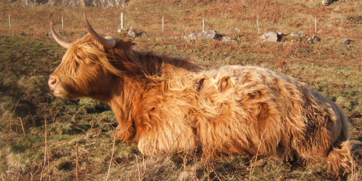 Read more about the article Subox vs Suboxone: What is Subox? How is it different from Suboxone films?