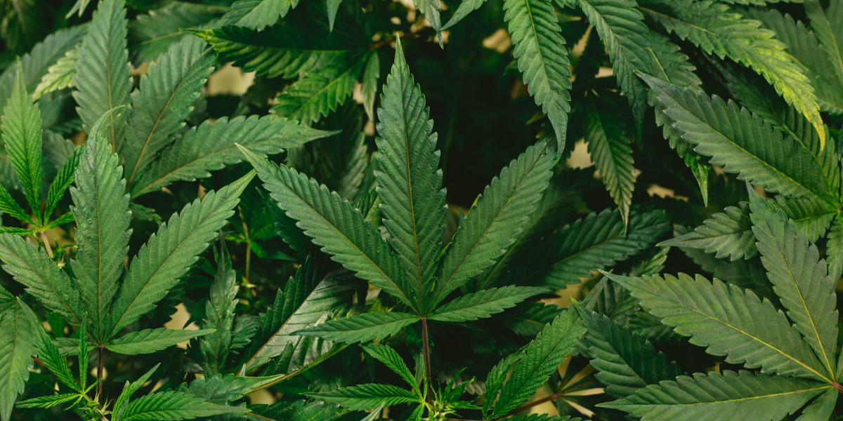 Read more about the article Suboxone And Weed: Is Medical Cannabis Safe For Use With Buprenorphine?