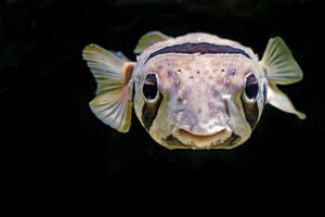 Read more about the article Lucemyra And Suboxone: Can You Use Lucemyra To Get Off Suboxone?