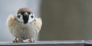 Read more about the article Suboxone vs. Belbuca: Is Belbuca For Addiction, Or Is It For Pain?