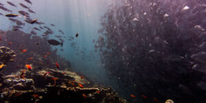 Read more about the article How Long Does Valium Stay In Your System After Valium Withdrawals?