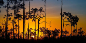 Florida sunset