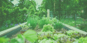 Read more about the article Ashwagandha Vs L-Theanine: Which Is Best With Quercetin for Benzo Withdrawal?