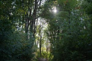 Read more about the article Brixadi Copay Assistance Programs: Eligibility and Application